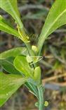 Leaf bases